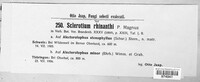Sclerotium rhinanthi image